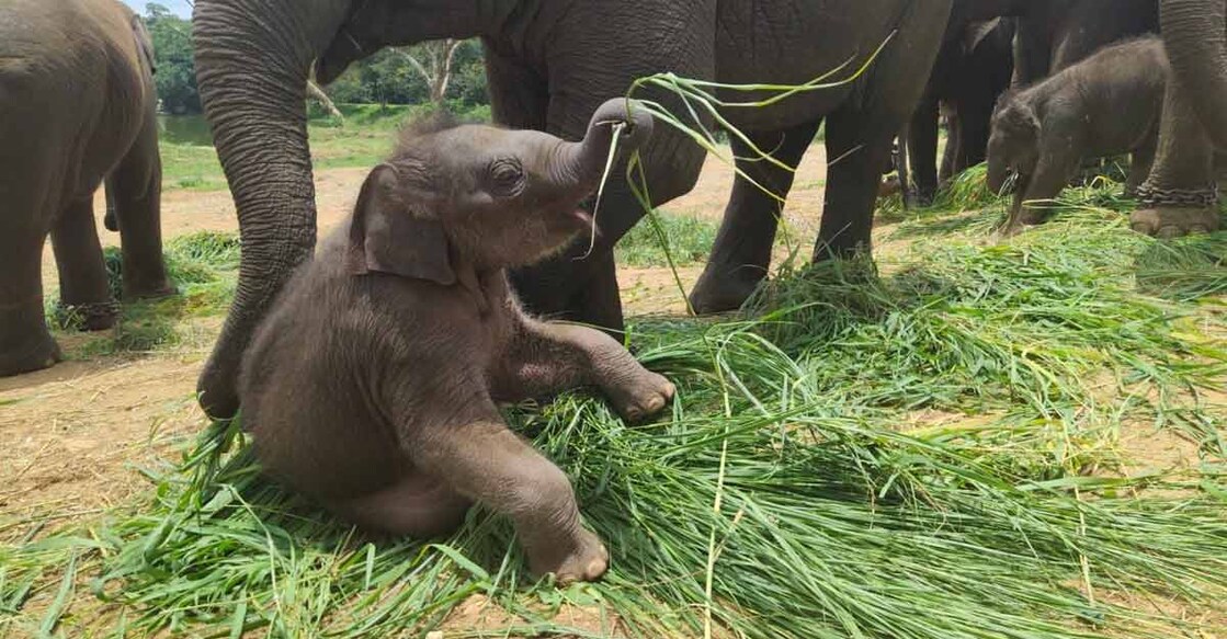 B'luru Zoo names elephant calf after Sudha Murthy for contribution