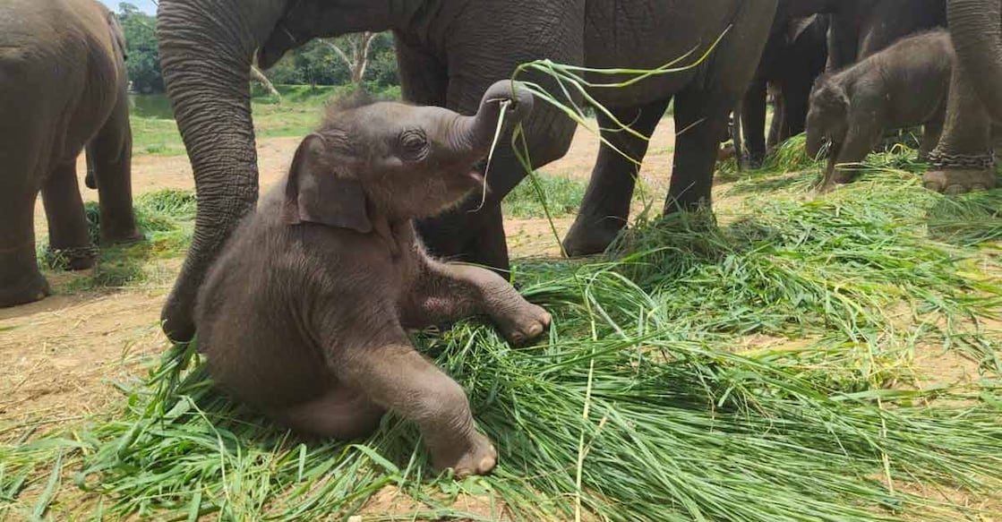 B'luru Zoo names elephant calf after Sudha Murthy for contribution B'luru Zoo names elephant calf after Sudha Murthy for contribution