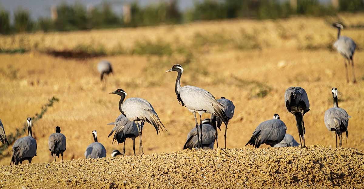 Demoiselle cranes: It takes an Indian village to protect 'young ladies'. Demoiselle cranes: It takes an Indian village to protect 'young ladies'.