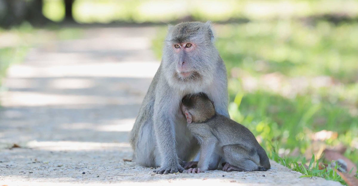 macaque monkeys macaque monkeys