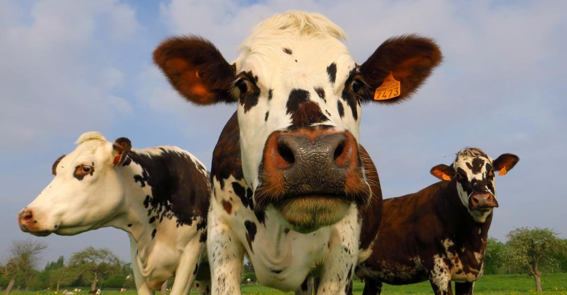 Cattle, sheep, bison, goats, deer and camels have a stomach compartment called the rumen in which microbes produce methane as a byproduct of digesting fibrous plant material. Image courtesy: Reuters
