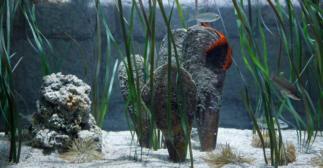 CLIMATE-CHANGE-CROATIA-MEDITERRANEAN-CLAM
