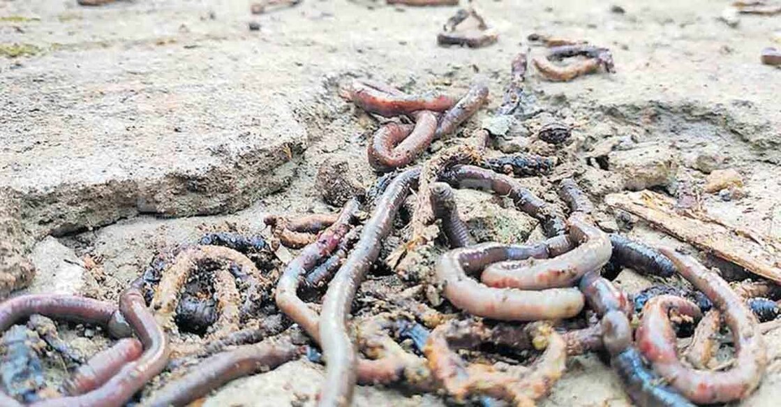earthworms
