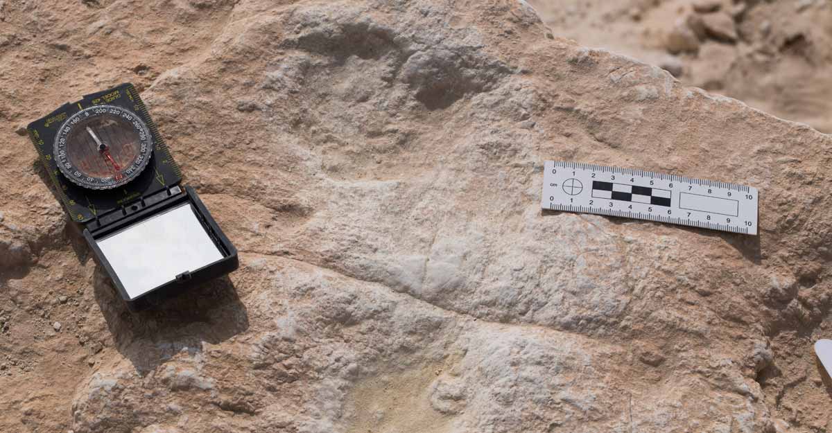 FILES-SCIENCE-BIOLOGY-ANTHROPOLOGY-SAUDI-AFRICA FILES-SCIENCE-BIOLOGY-ANTHROPOLOGY-SAUDI-AFRICA
