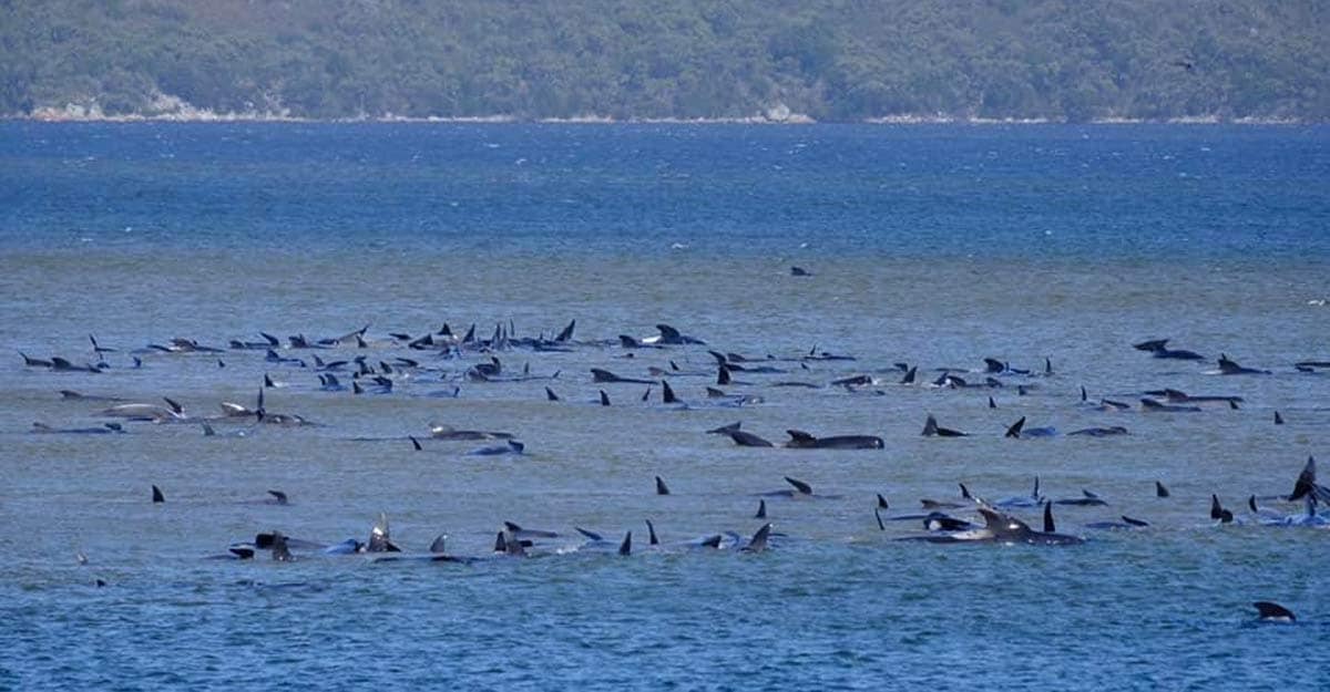 AUSTRALIA-WHALES AUSTRALIA-WHALES