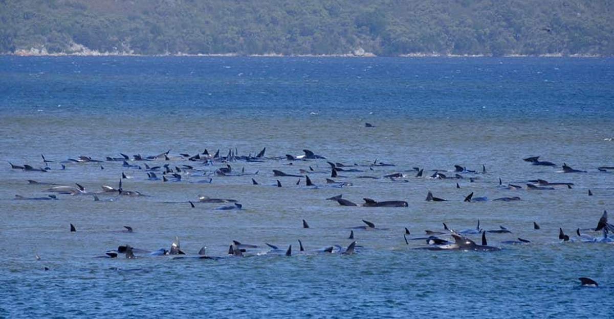 AUSTRALIA-WHALES