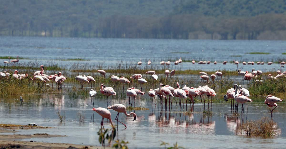 KENYA-ENVIRONMENT-FLAMINGOS