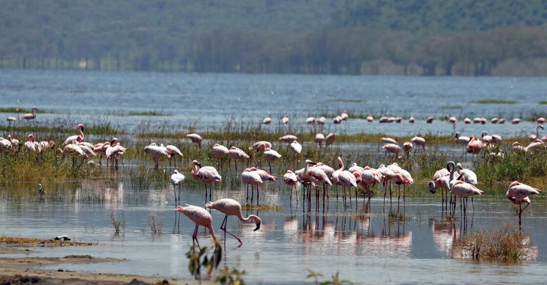 KENYA-ENVIRONMENT-FLAMINGOS