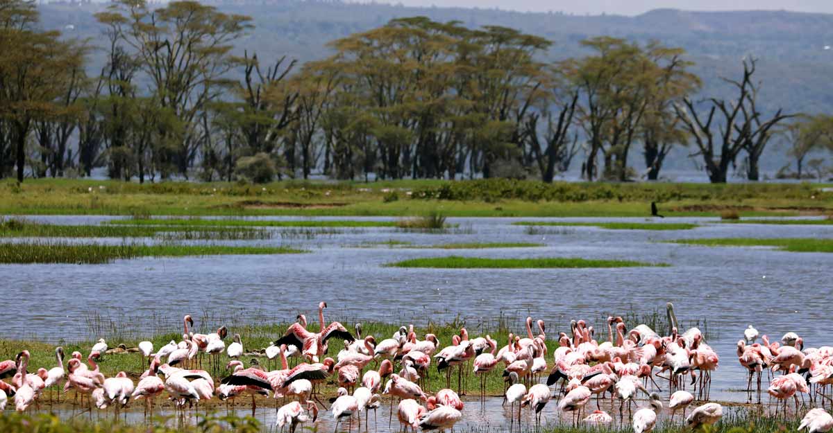 KENYA-ENVIRONMENT-FLAMINGOS KENYA-ENVIRONMENT-FLAMINGOS