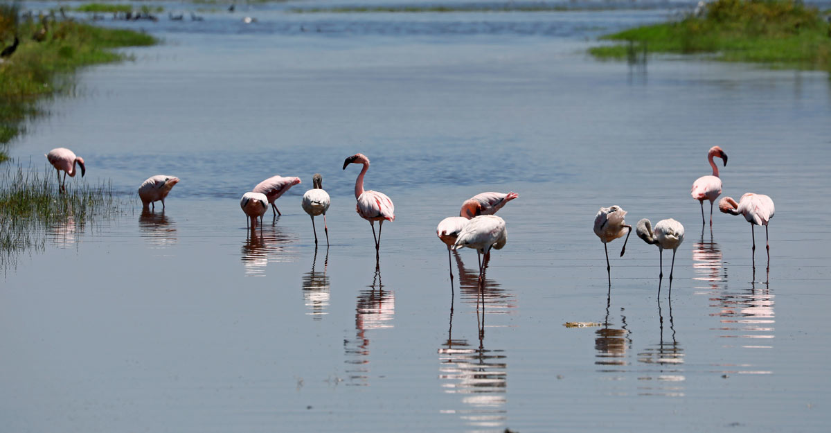 KENYA-ENVIRONMENT-FLAMINGOS KENYA-ENVIRONMENT-FLAMINGOS