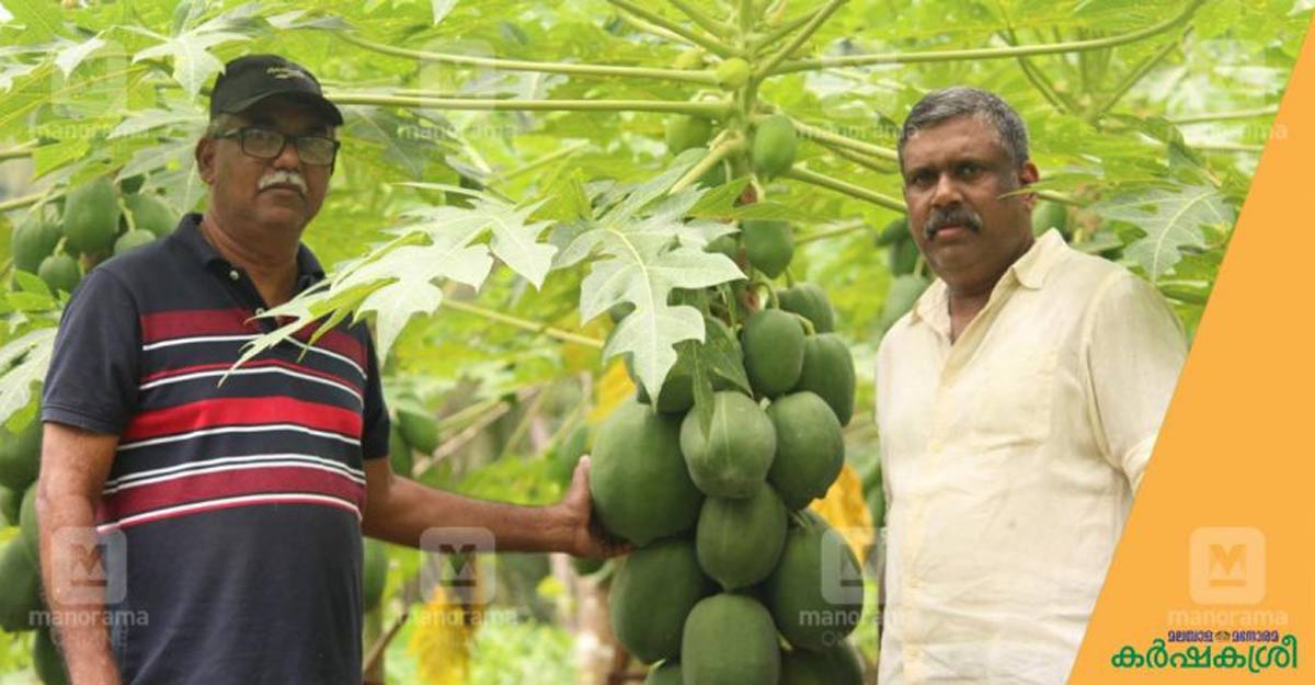 papaya farm