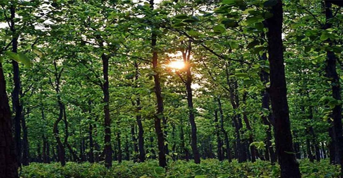 trees trees