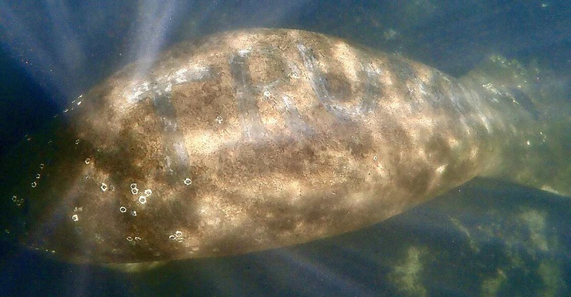 manatee manatee