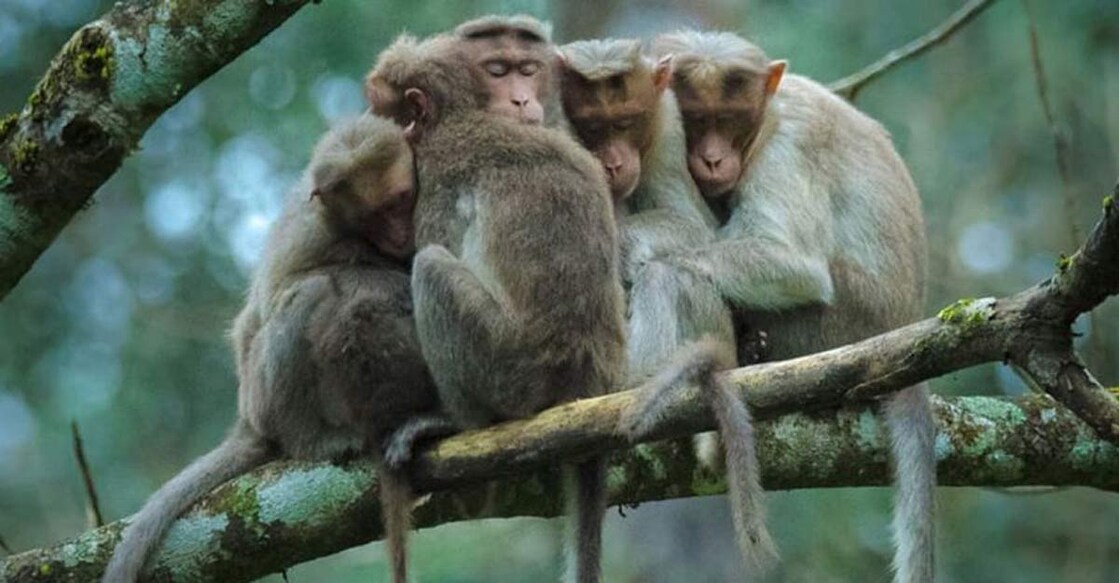 wildlife photography