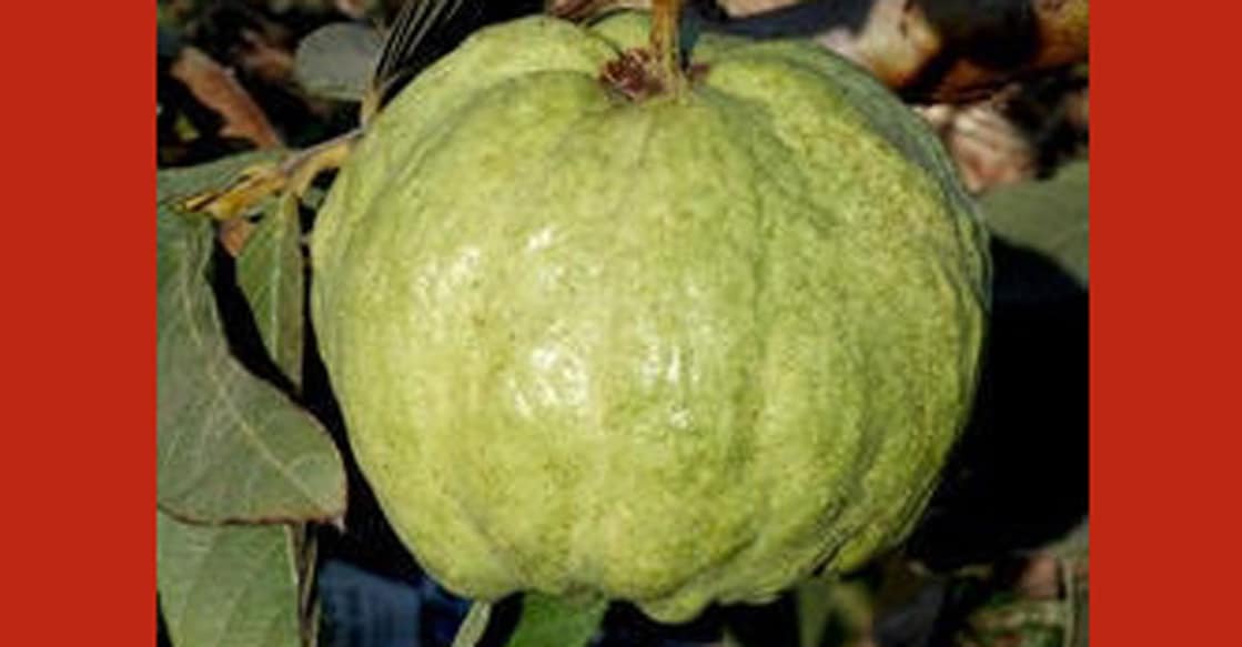 Vilas Pasand guava Vilas Pasand guava