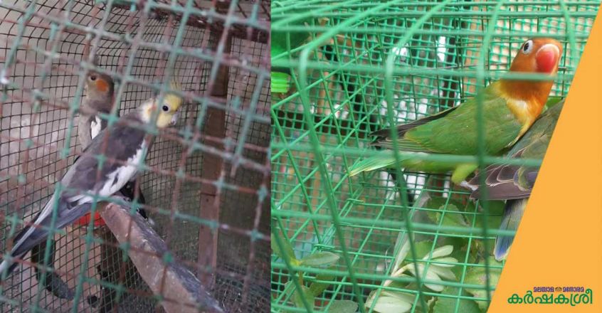 geen-mesh-and-pet-birds-1 geen-mesh-and-pet-birds-1