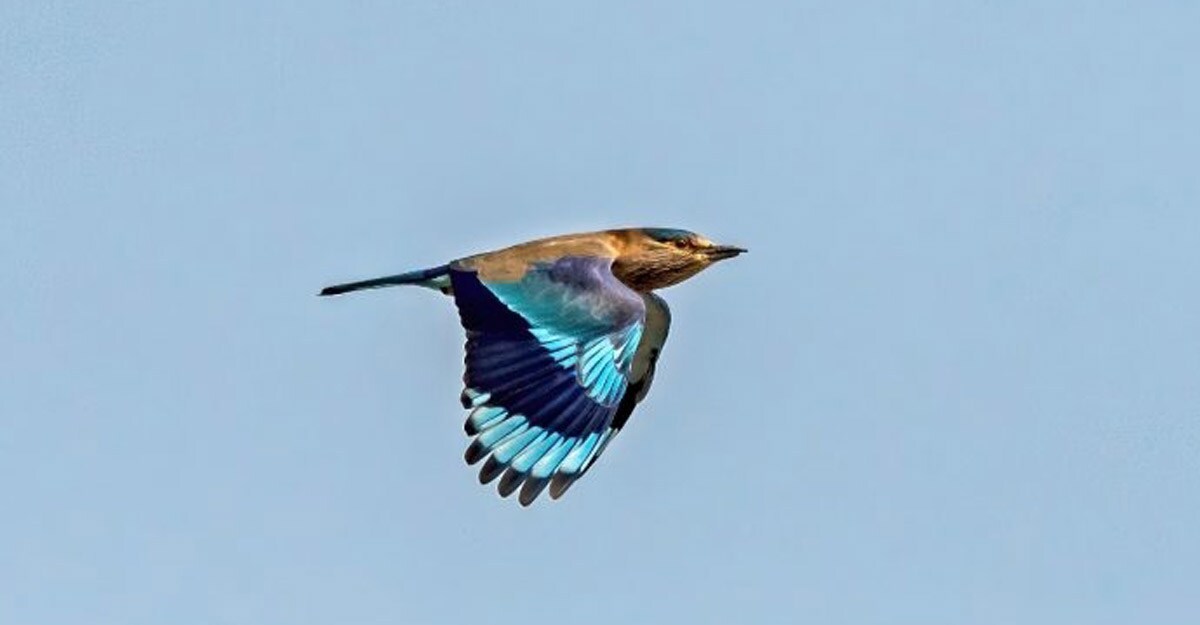 Indian roller: Farmers' friend and India's auspicious bird. Indian roller: Farmers' friend and India's auspicious bird.