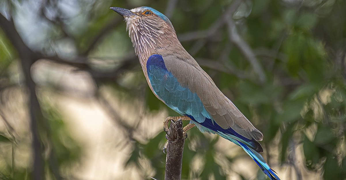 Indian roller: Farmers' friend and India's auspicious bird. Indian roller: Farmers' friend and India's auspicious bird.