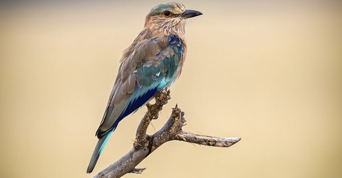 Indian roller: Farmers' friend and India's auspicious bird. Indian roller: Farmers' friend and India's auspicious bird.