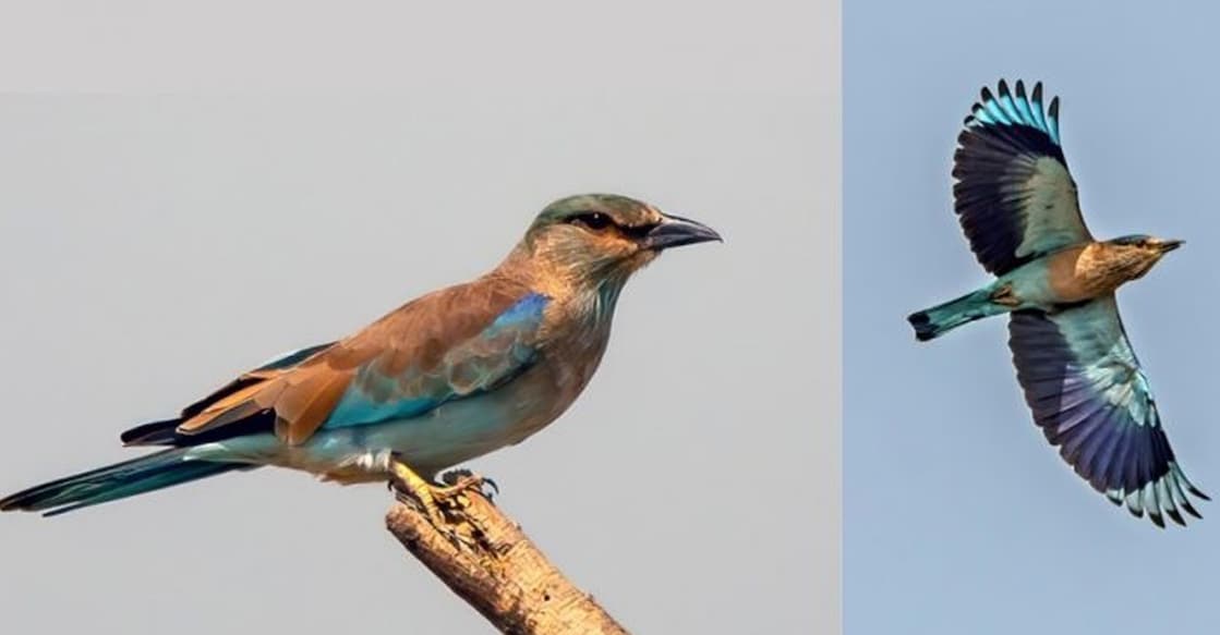 indian-roller