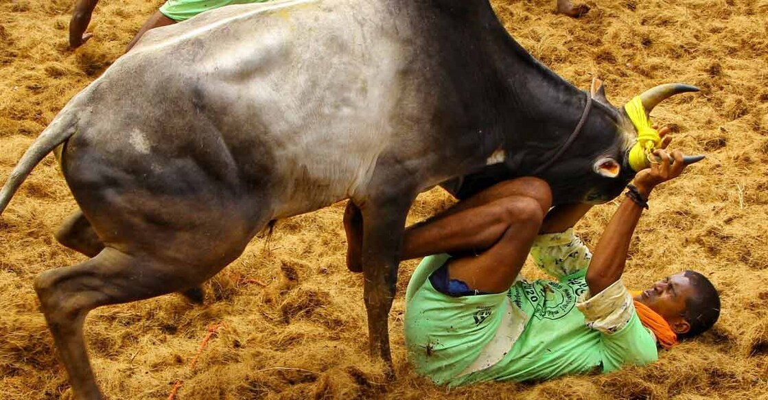 Jallikattu