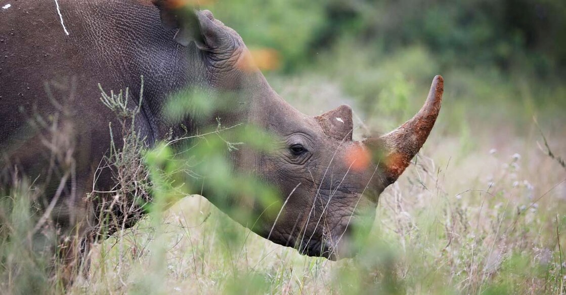 rhino rhino