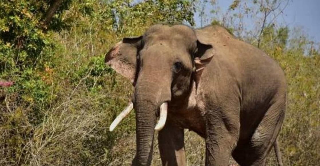 Tusker attack. Representational image: IANS