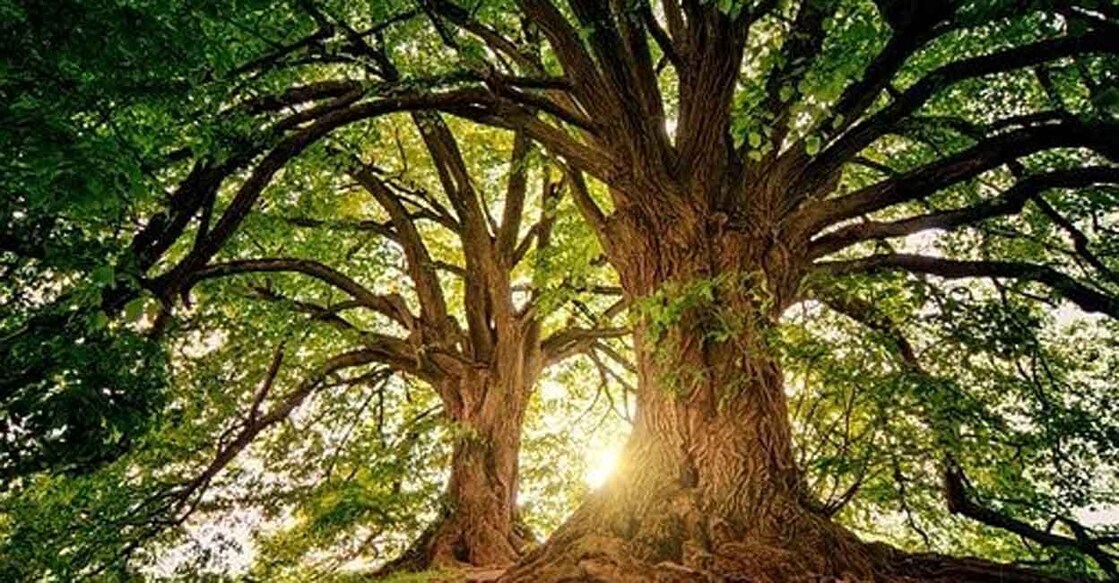 trees.(photo:https://pixabay.com/) Representational image: IANS