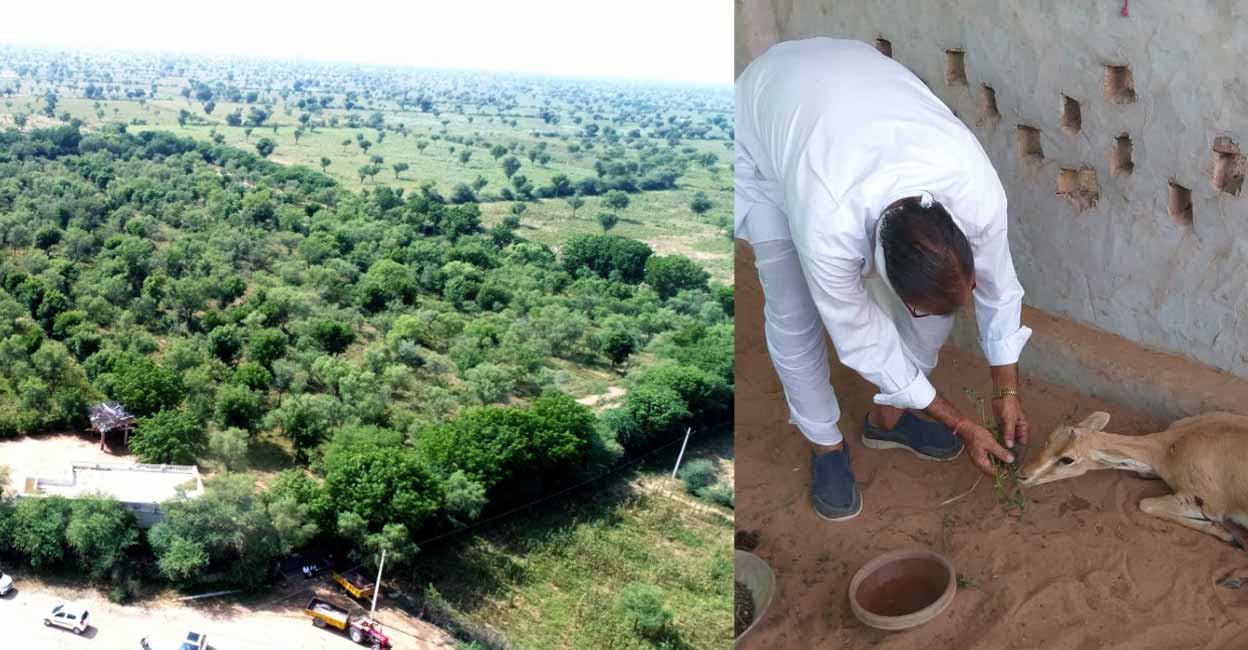 rajathan-tree-man-c Himmaram Bhanbhu is a social worker, nature lover, conservationist and environmentalist from Nagaur district in Rajasthan. Image courtesy: IANS