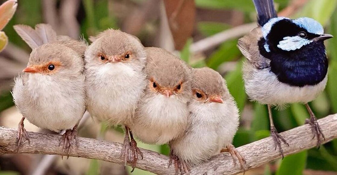 Fairywren is a familiar sight in Australia's urban parks and gardens. Image courtesy: IANS