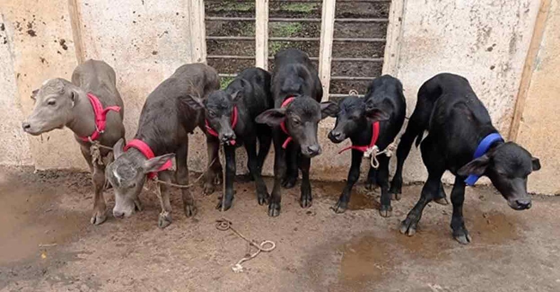 six Banni calves The scientists aspirated three Banni Buffaloes of Sushila agro farms of Vinay L. Wala of Dhanej in Somnath district of Gujarat. Image courtesy: IANS
