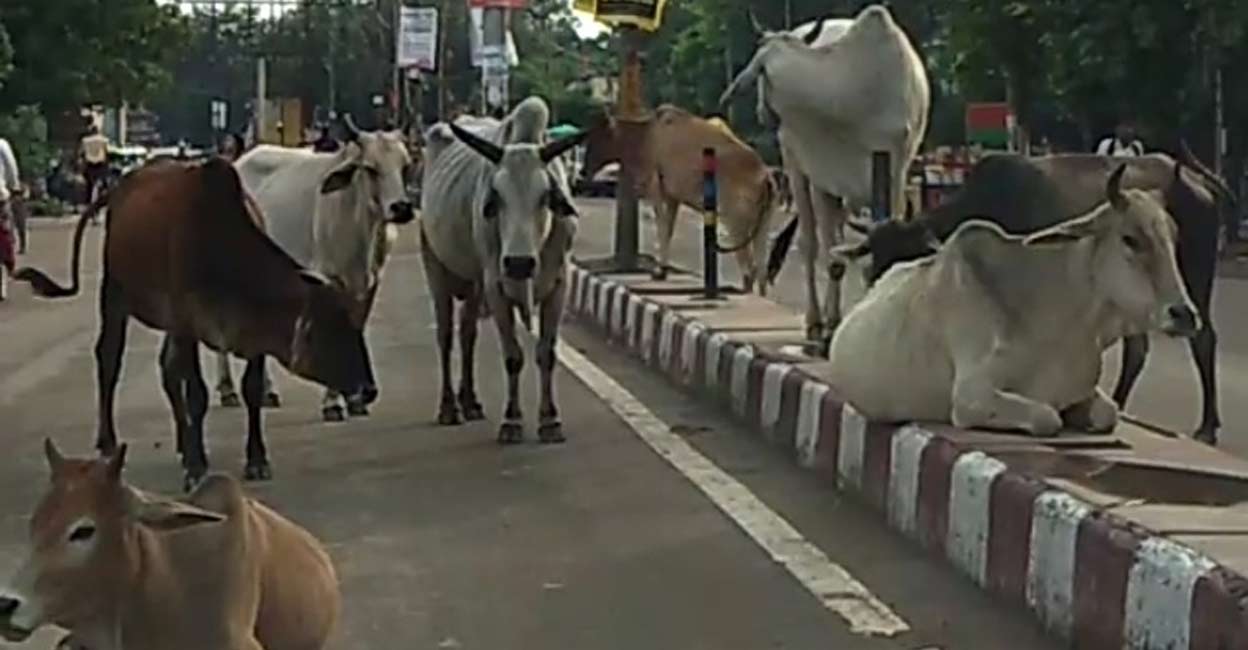 The campaign of the Yogi government to raise 'Anna' (stray) cows in Banda district of Uttar Pradesh's Bundelkhand may not come down as expected. The situation is such that for the ambitious scheme, officials are unable to find cattle farmers to raise stray cattle.