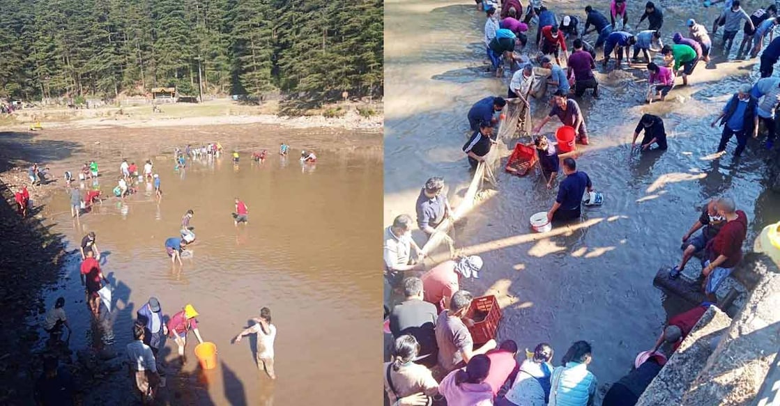 Locals, comprising a large number of exiled Tibetans from McLeodganj busy rescuing fish in the muddy waters. Image courtesy: IANS