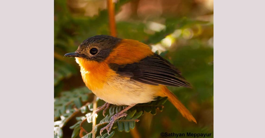 Black-and-orange Flycatcher. Photo: Sathyan Mepayyur