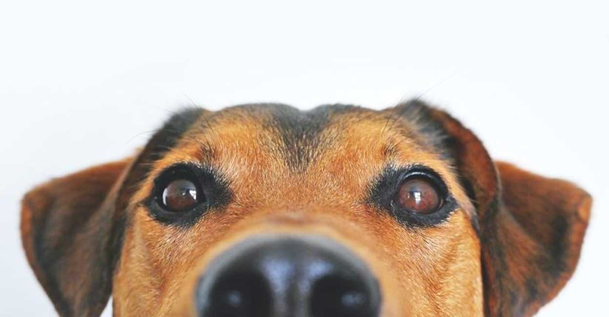 No Diwali sweets for pets, here's why.(photo:IANSLIFE) Representational image: IANS