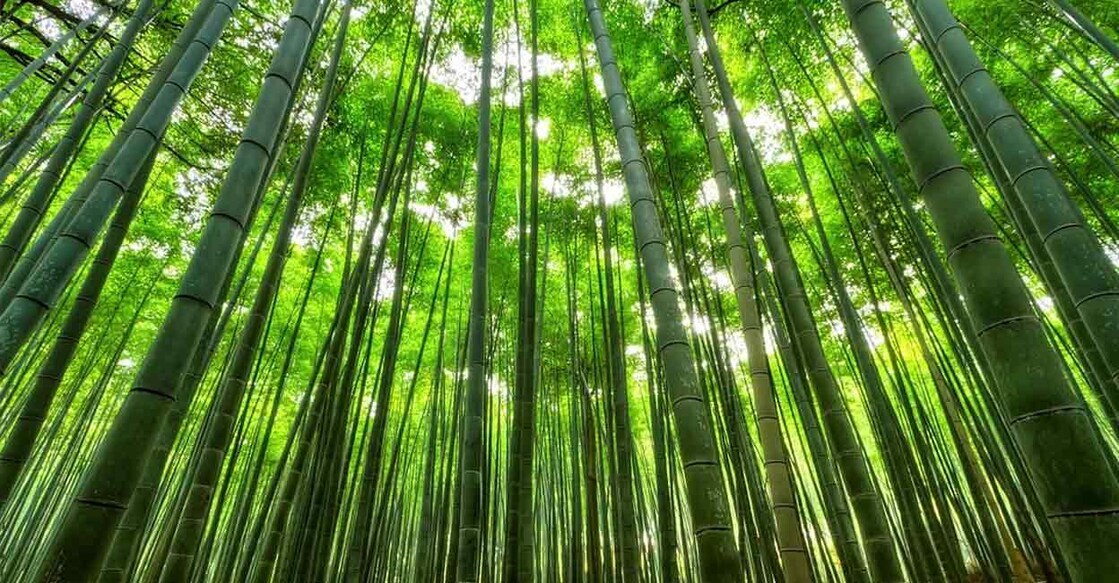 Use of bamboo in the construction industry could help to step up efforts to combat climate change. Image courtesy: IANS