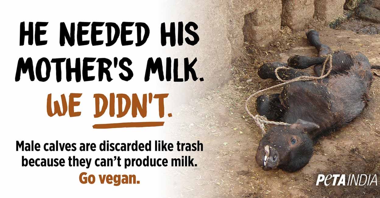 Save male calves, shun dairy; PETA gives al call