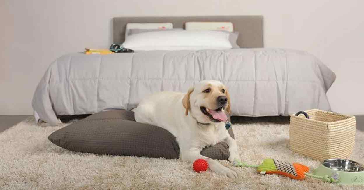 Bengaluru civic agency all set to make pet dog licensing compulsory