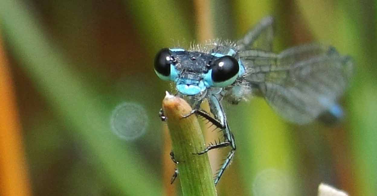 Dragonflies threatened as wetlands around the world disappear.(photo:www.iucn.org) Photo: IANS/Representative image