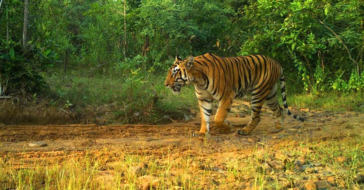 Photo: IANS/Representative image