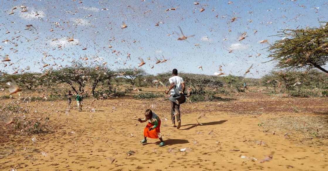 locusts locusts
