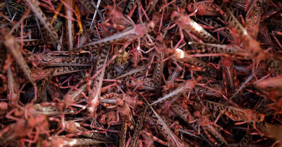 KENYA-LOCUSTS-HARVESTING KENYA-LOCUSTS-HARVESTING