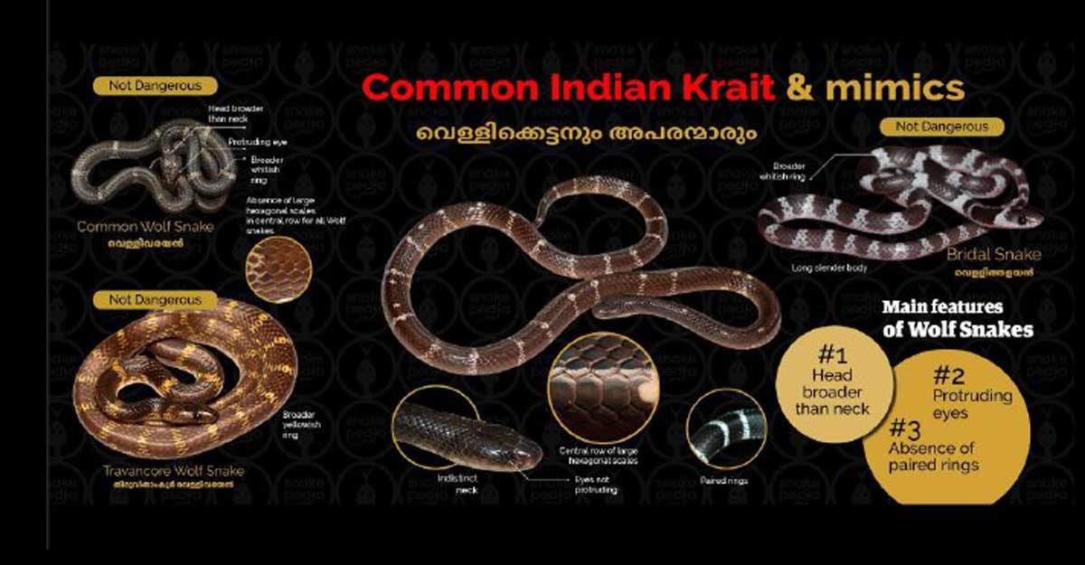 krait-look-alike krait-look-alike