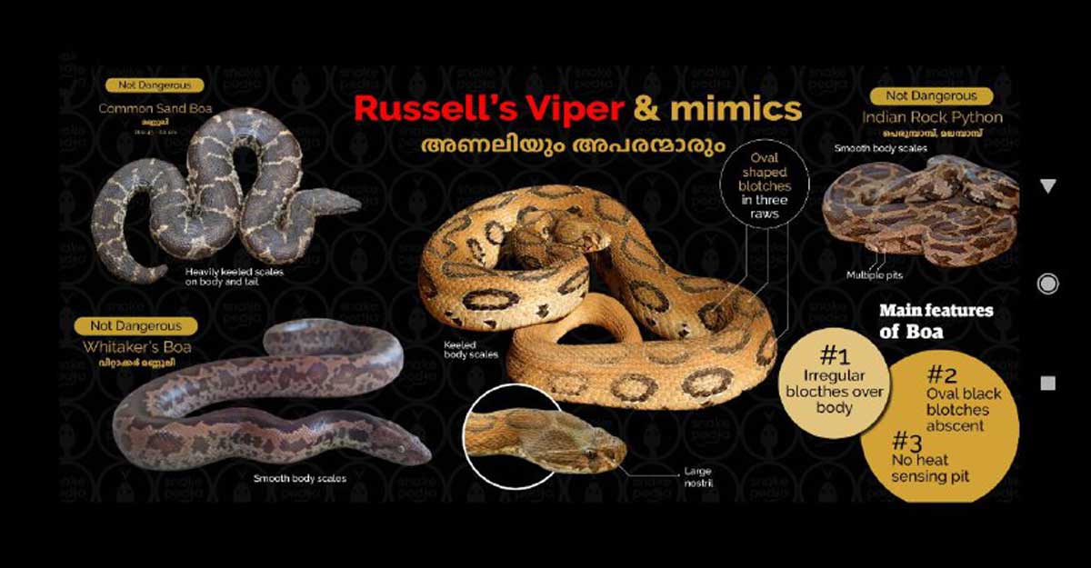 look-alike-snakes look-alike-snakes