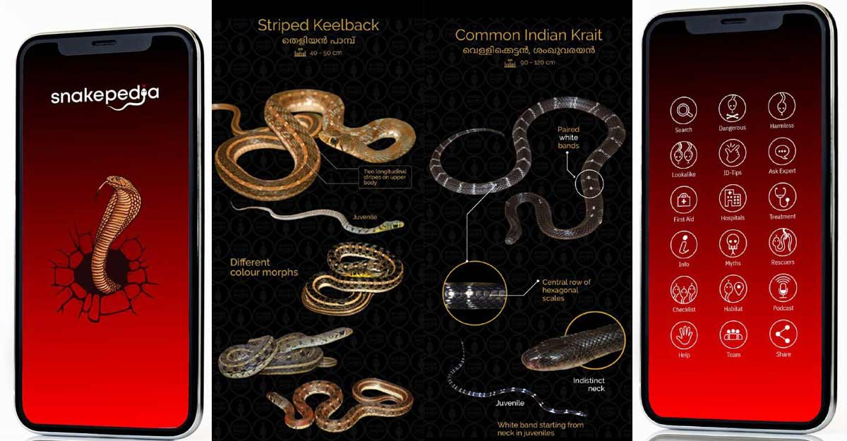 snakepedia-info-1 snakepedia-info-1