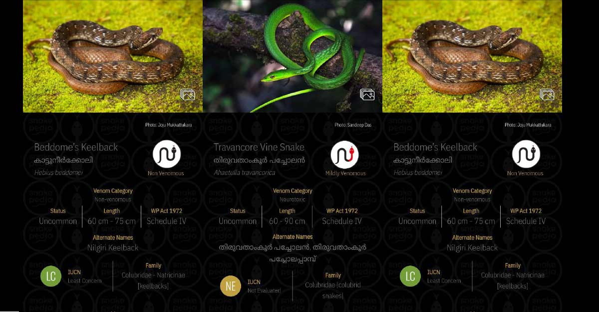 snakepedia-info snakepedia-info