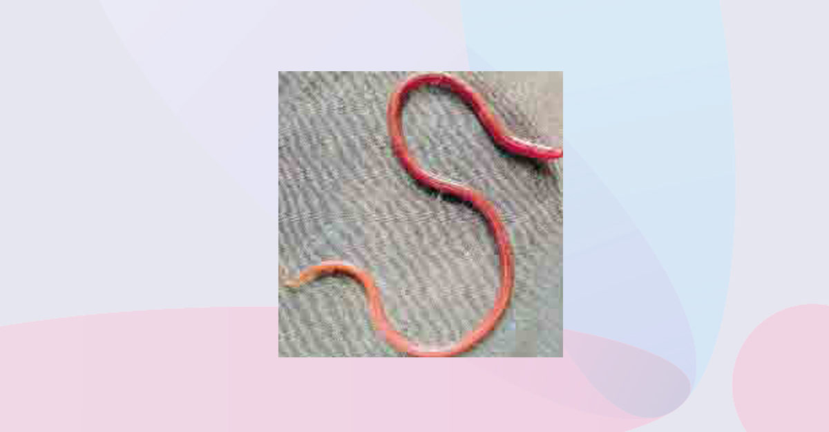 underground eel underground eel