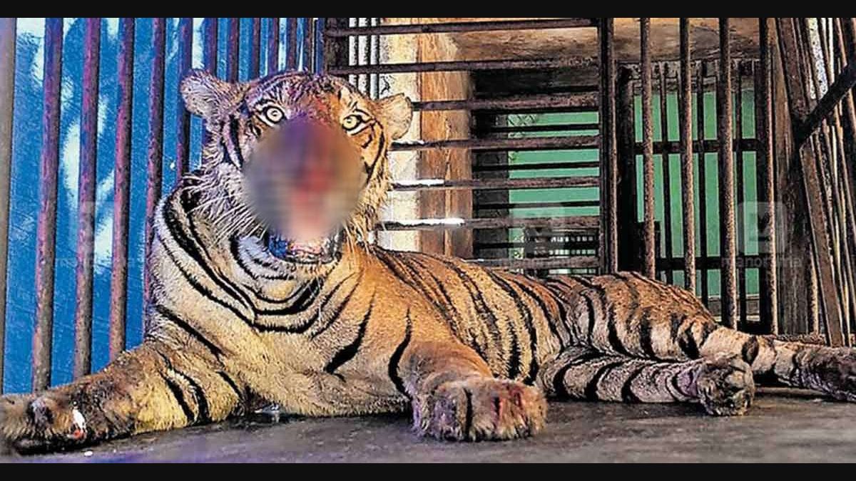 Tiger Trapped In Wayanad Reaches Thrissur Zoo Lifestyle News English Manorama