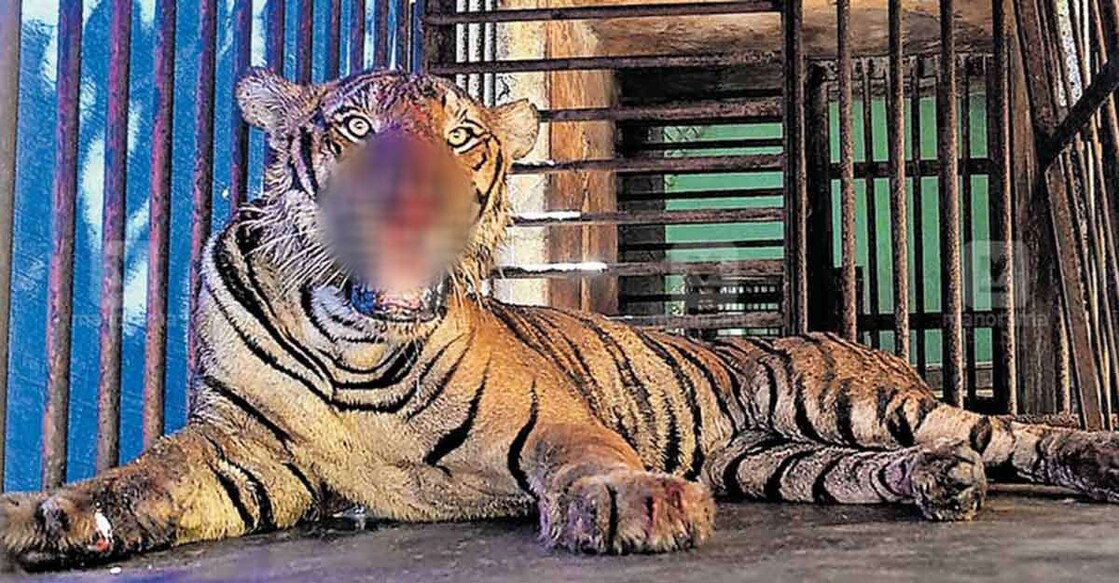 tiger