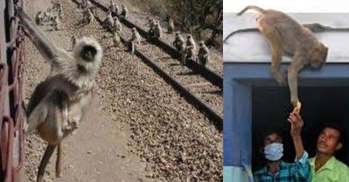 monkeys at UP railway station